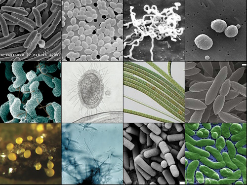 Bacteriologist - a collage of different bacteria