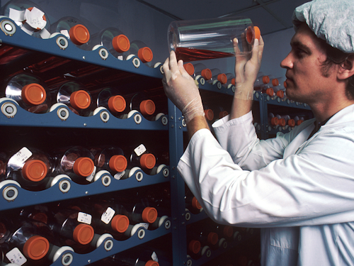 Biomedical Researcher - a scientist in a lab coat stocking shelves of chemicals