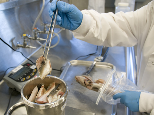 Food Safety Specialist - a scientist in a lab coat and gloves picking up cut up fish to test