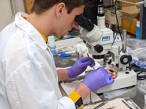 Parasitologist - a scientist wearing a lab coat and gloves using a dissecting microscope