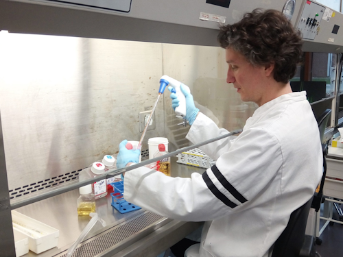 Virologist - a scientist pipetting under a chemical hood in a lab